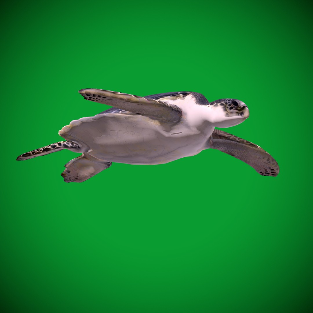 Sea Turtle 3D Model – Low Poly Game Ready, FBX & Blender Formats - View 24