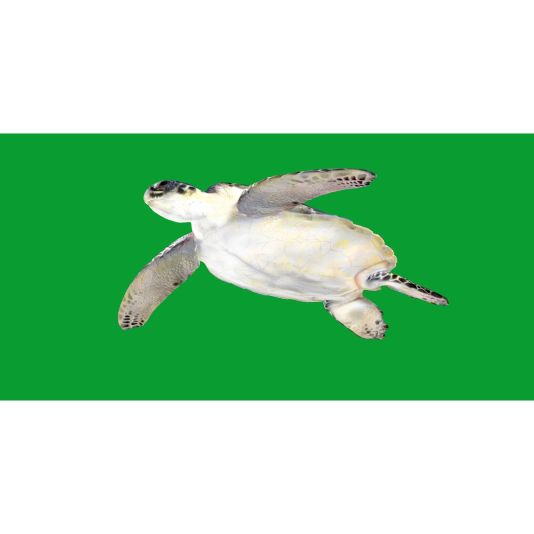 Sea Turtle 3D Model – Low Poly Game Ready, FBX & Blender Formats - View 28