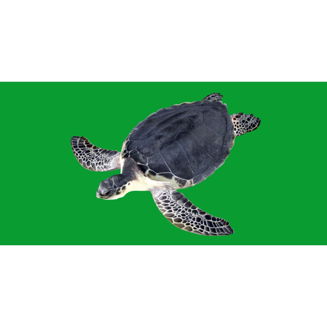 Sea Turtle 3D Model – Low Poly Game Ready, FBX & Blender Formats - View 29