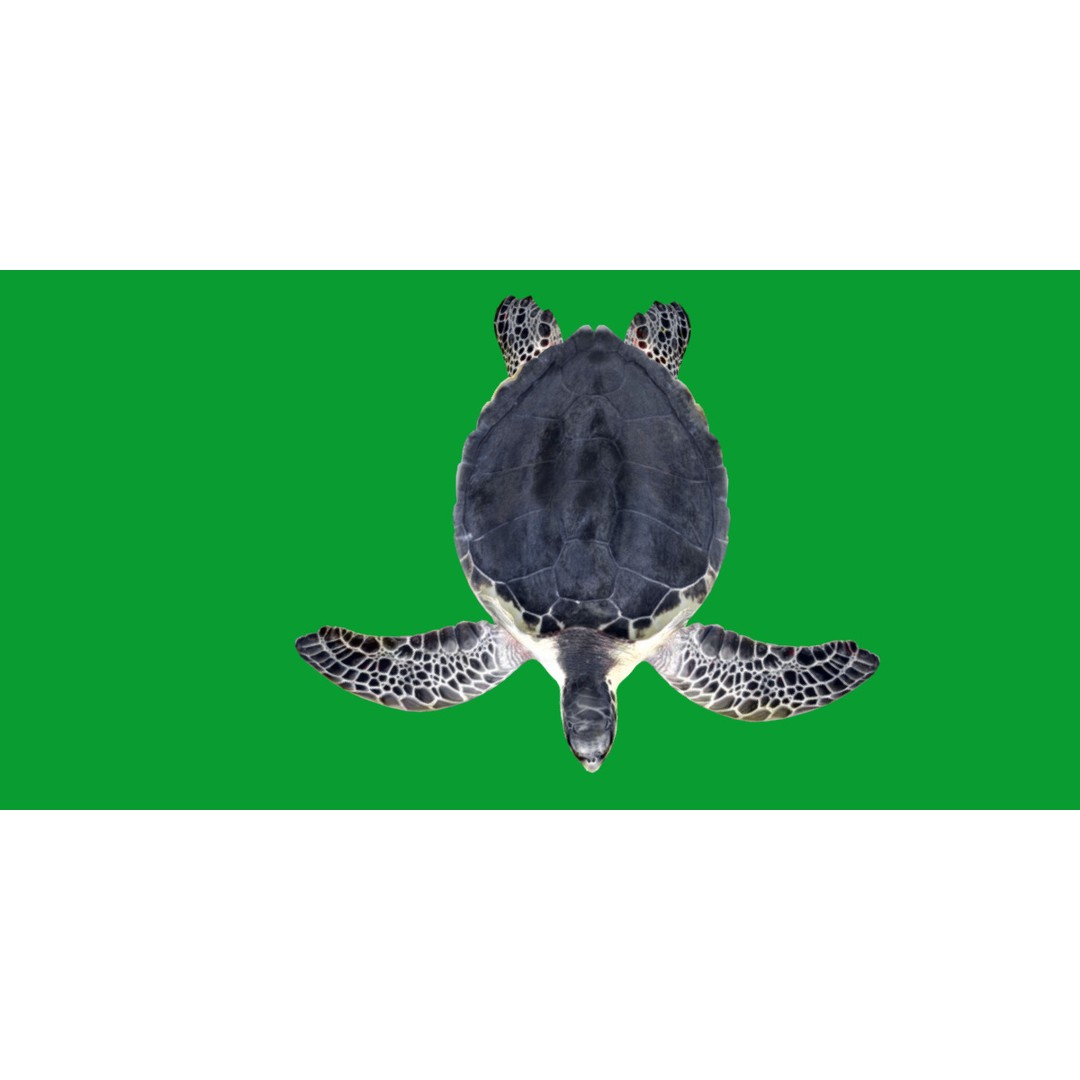 Sea Turtle 3D Model – Low Poly Game Ready, FBX & Blender Formats - View 30