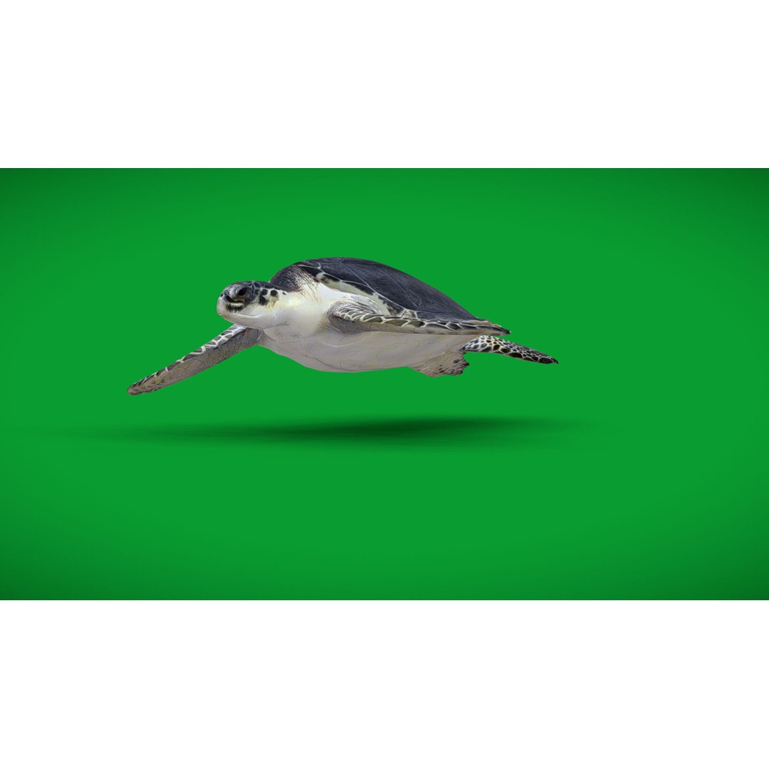 Sea Turtle 3D Model – Low Poly Game Ready, FBX & Blender Formats - View 4