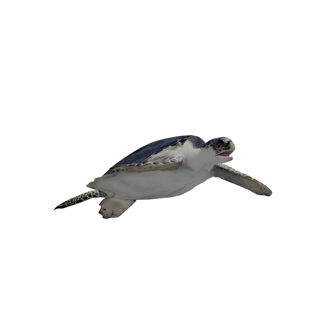 Sea Turtle 3D Model – Low Poly Game Ready, FBX & Blender Formats - View 5
