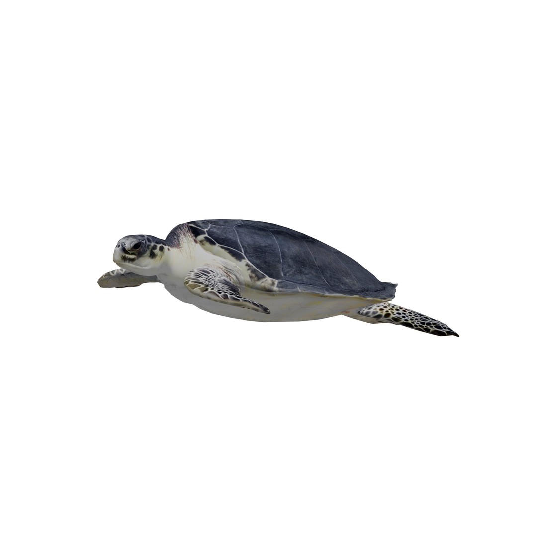 Sea Turtle 3D Model – Low Poly Game Ready, FBX & Blender Formats - View 6
