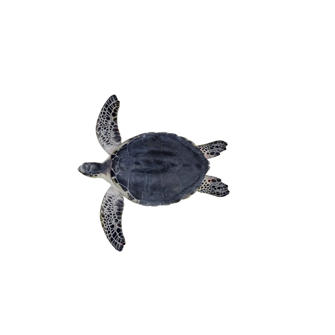Sea Turtle 3D Model – Low Poly Game Ready, FBX & Blender Formats - View 7