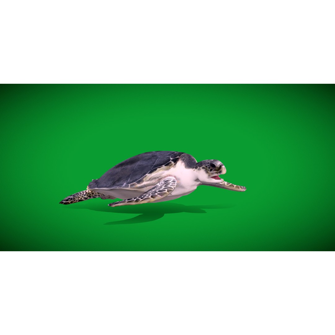 Sea Turtle 3D Model – Low Poly Game Ready, FBX & Blender Formats - View 8