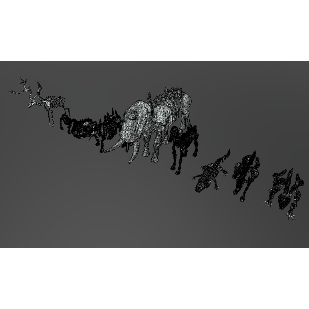 Animal Skeletons 3D Model – Low Poly Rigged Assets, FBX & PBR Textures - View 12