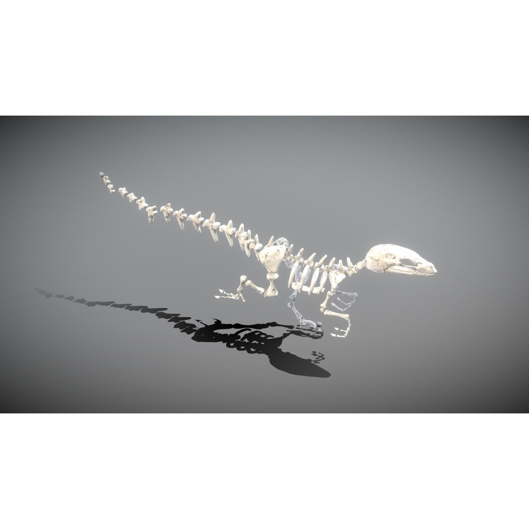 Animal Skeletons 3D Model – Low Poly Rigged Assets, FBX & PBR Textures - View 13