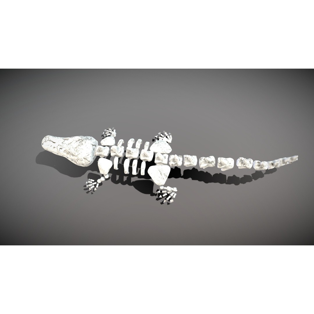 Animal Skeletons 3D Model – Low Poly Rigged Assets, FBX & PBR Textures - View 14