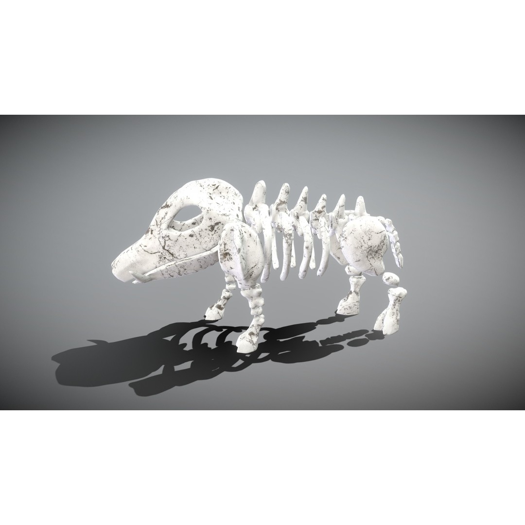 Animal Skeletons 3D Model – Low Poly Rigged Assets, FBX & PBR Textures - View 15