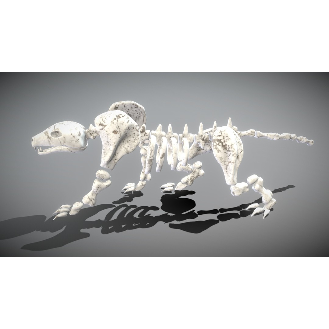 Animal Skeletons 3D Model – Low Poly Rigged Assets, FBX & PBR Textures - View 18