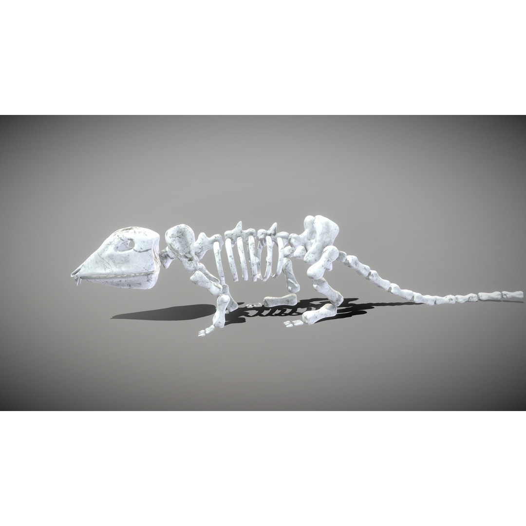 Animal Skeletons 3D Model – Low Poly Rigged Assets, FBX & PBR Textures - View 24