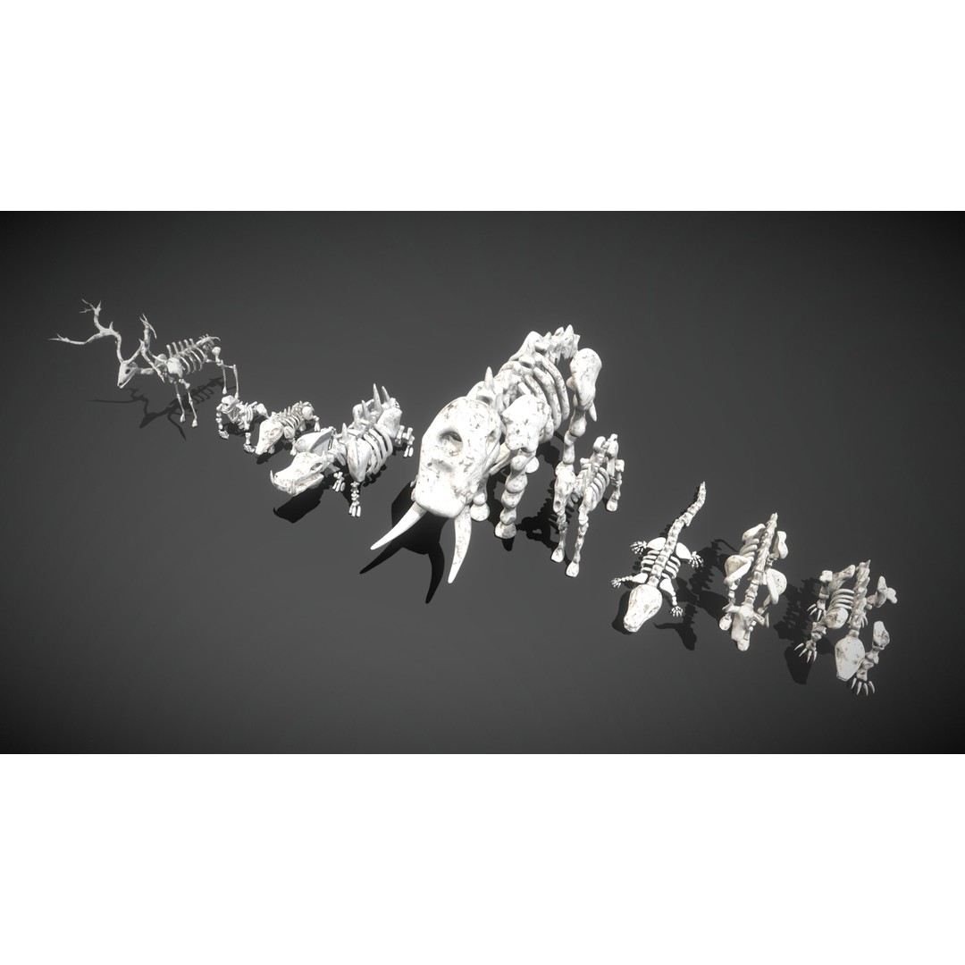 Animal Skeletons 3D Model – Low Poly Rigged Assets, FBX & PBR Textures - View 4