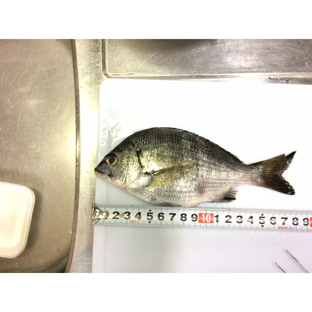 Black Sea Bream 3D Model – Low Poly Fish Asset, PBR Textures, FBX - View 12