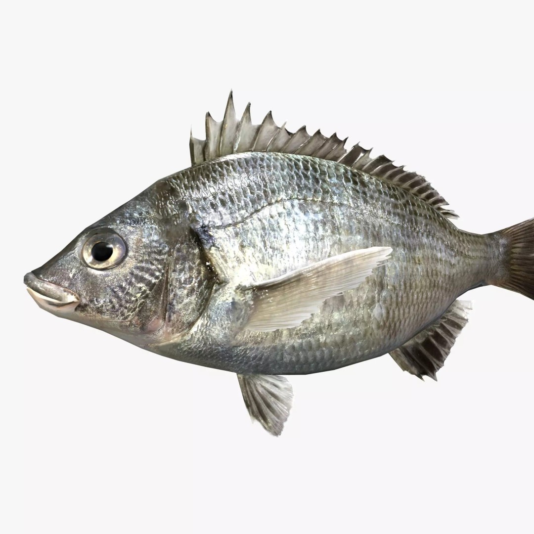 Black Sea Bream 3D Model – Low Poly Fish Asset, PBR Textures, FBX - View 2
