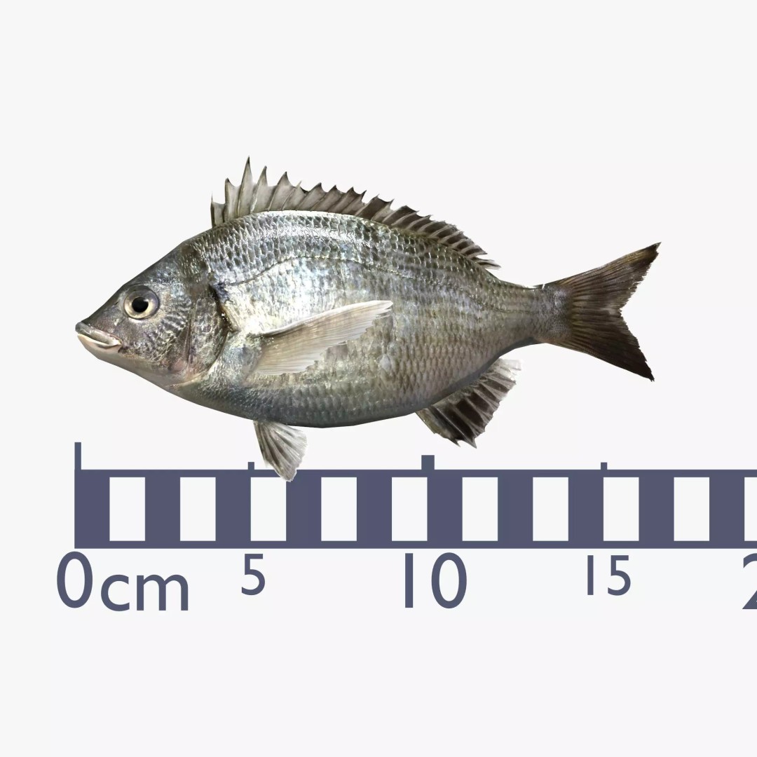 Black Sea Bream 3D Model – Low Poly Fish Asset, PBR Textures, FBX - View 3