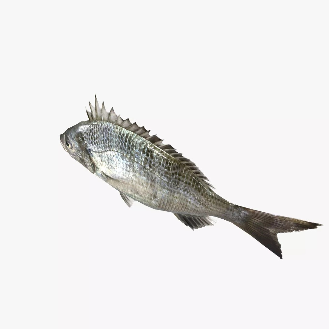 Black Sea Bream 3D Model – Low Poly Fish Asset, PBR Textures, FBX - View 4