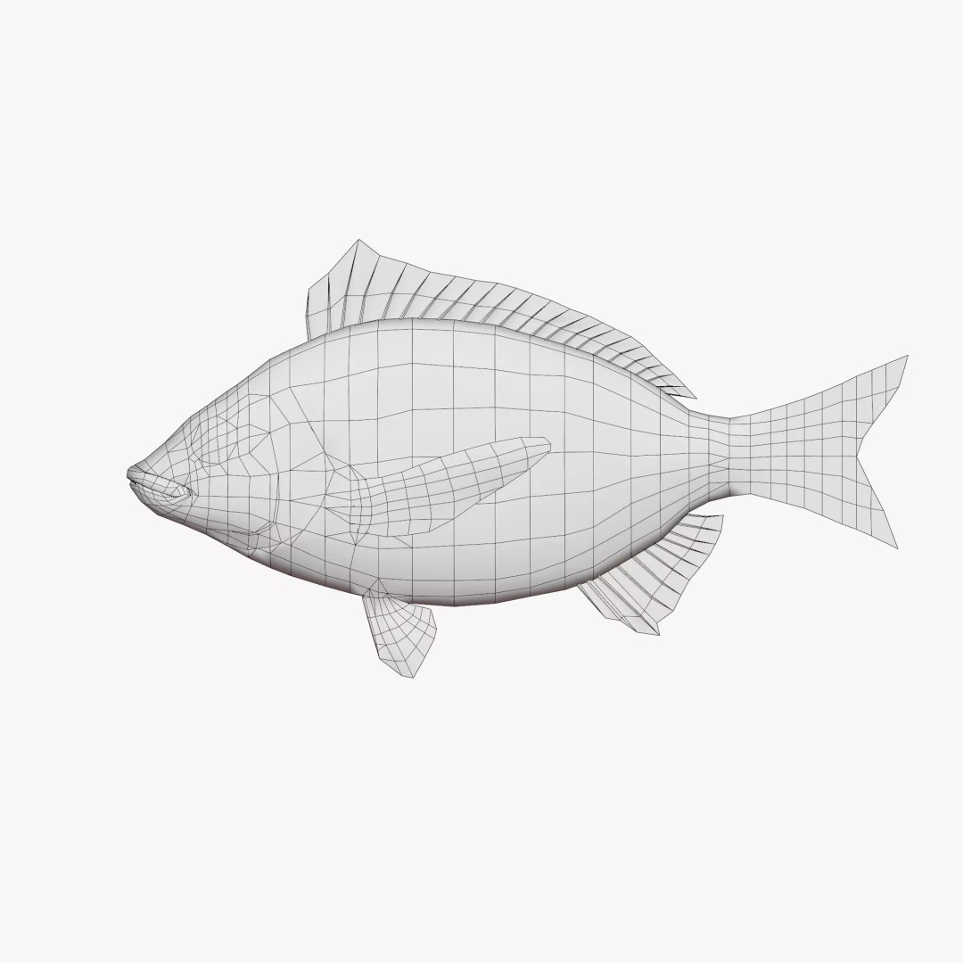 Black Sea Bream 3D Model – Low Poly Fish Asset, PBR Textures, FBX - View 6