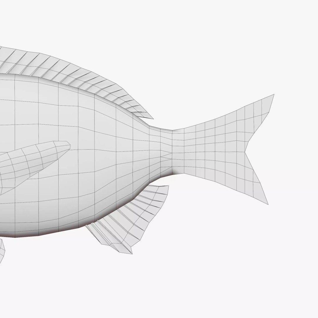 Black Sea Bream 3D Model – Low Poly Fish Asset, PBR Textures, FBX - View 8