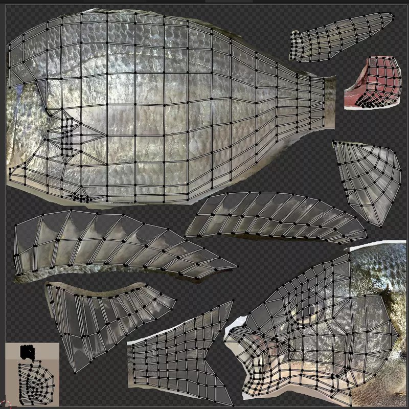 Black Sea Bream 3D Model – Low Poly Fish Asset, PBR Textures, FBX - View 9