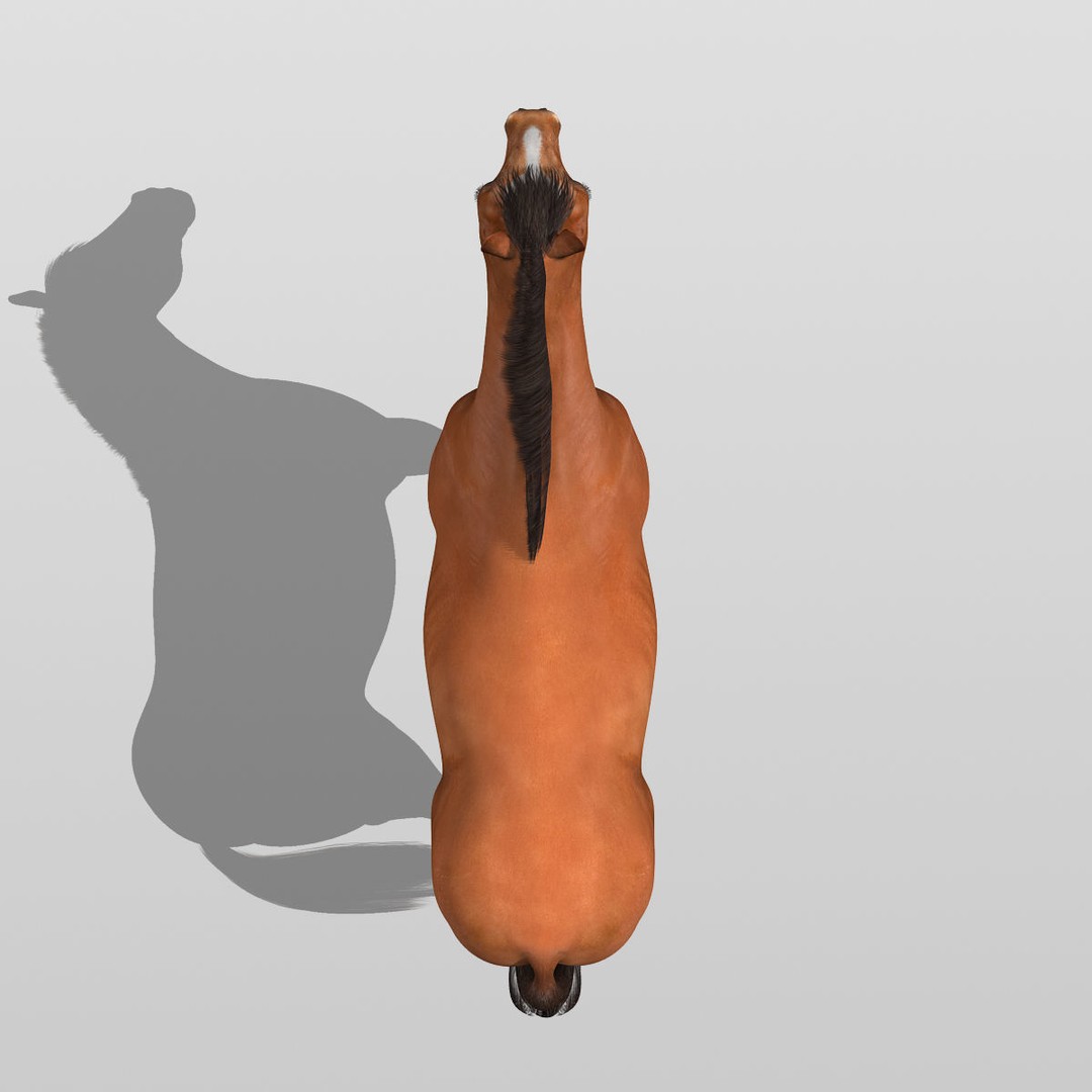 Realistic Horses 3D Model – Rigged Animated Bundle with PBR Textures - View 32