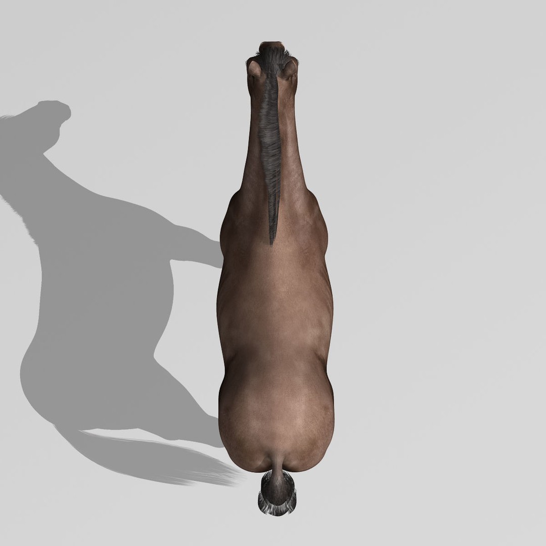 Realistic Horses 3D Model – Rigged Animated Bundle with PBR Textures - View 51