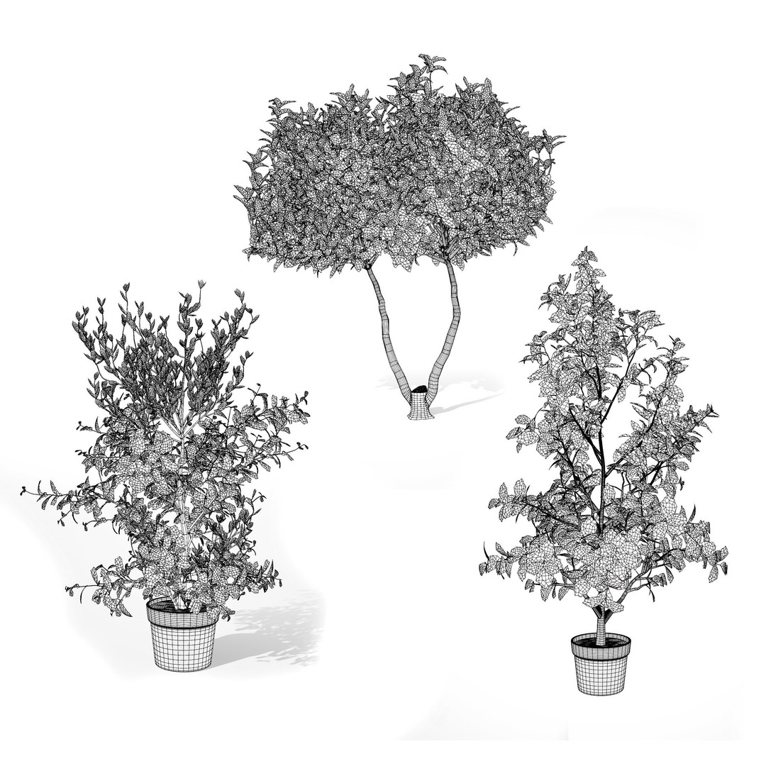Photinia Plant 3D Model – Low Poly Potted Asset for Archviz, FBX