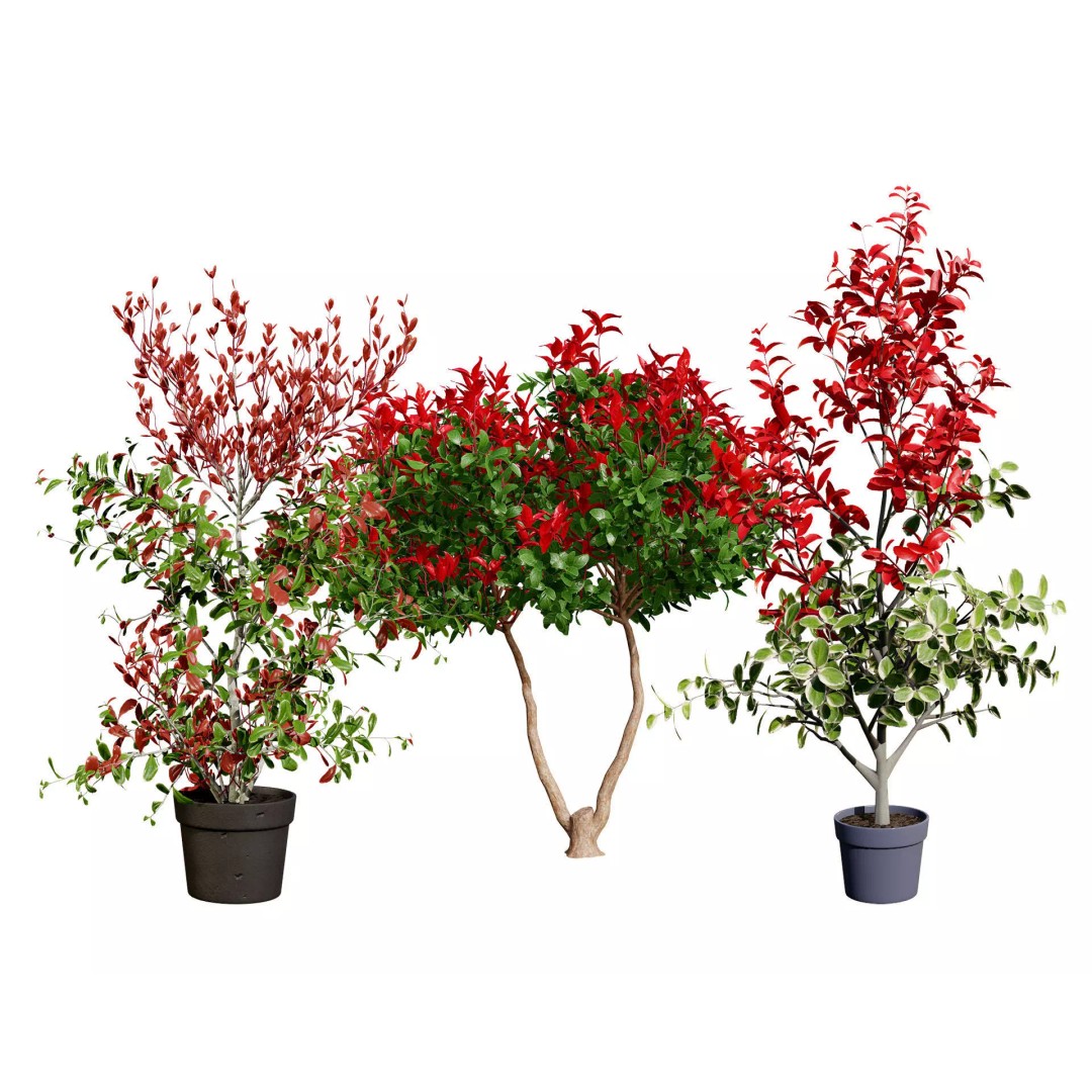 Photinia Plant 3D Model – Low Poly Potted Asset for Archviz, FBX - View 2