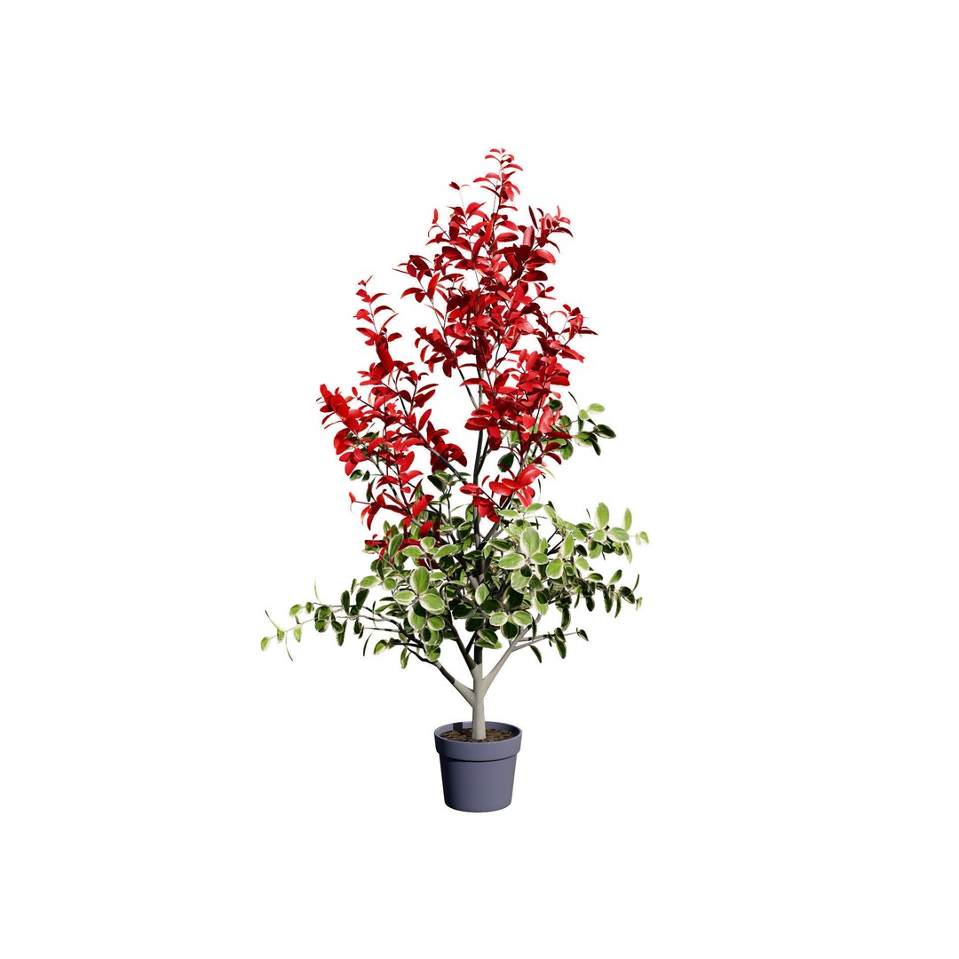 Photinia Plant 3D Model – Low Poly Potted Asset for Archviz, FBX - View 3