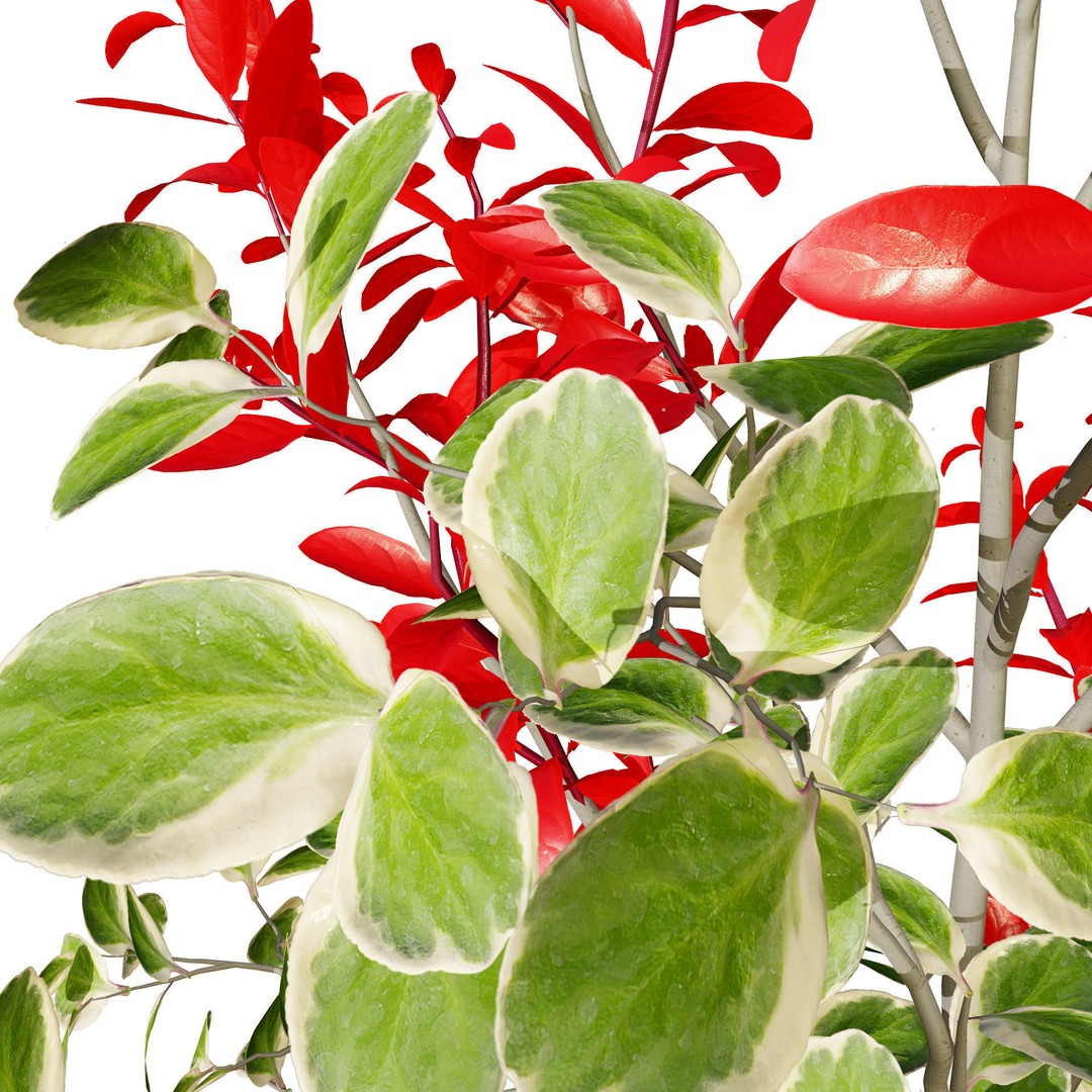 Photinia Plant 3D Model – Low Poly Potted Asset for Archviz, FBX - View 4