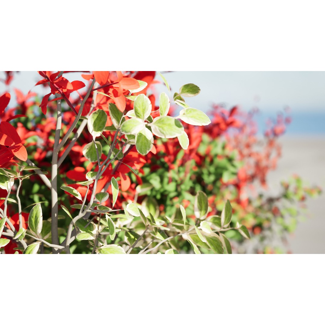 Photinia Plant 3D Model – Low Poly Potted Asset for Archviz, FBX - View 7