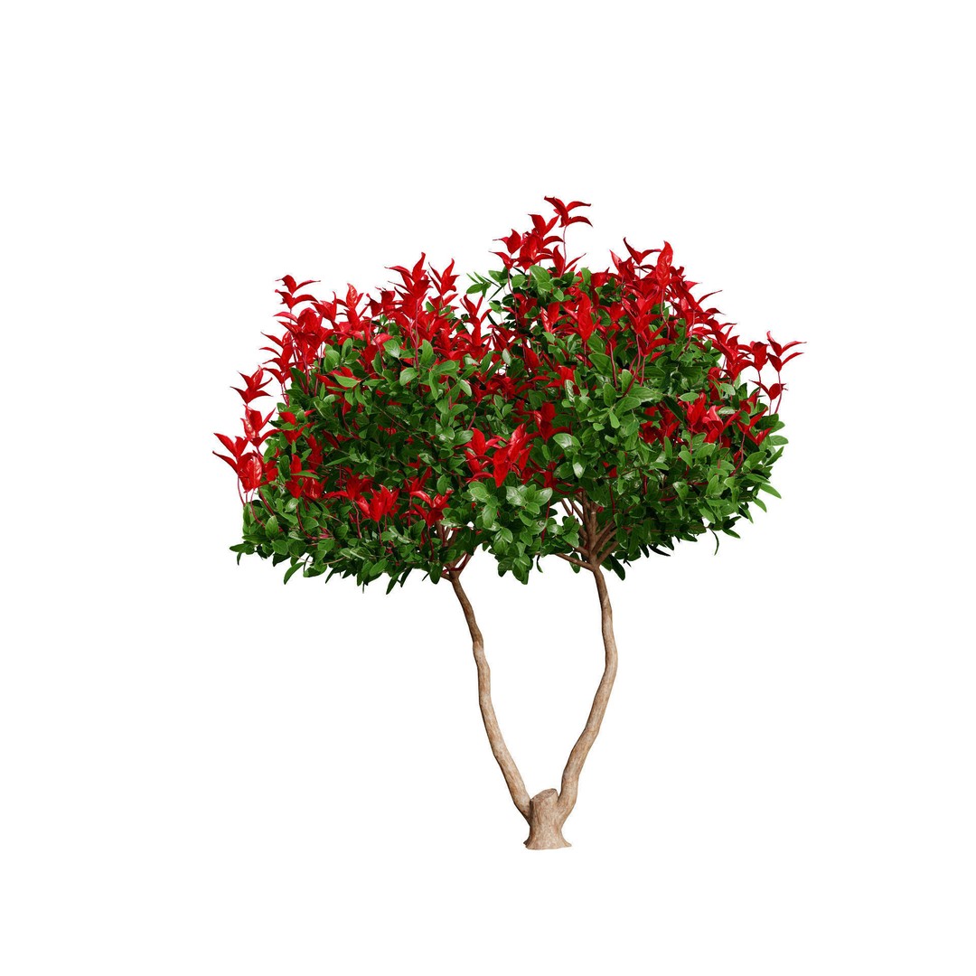 Photinia Plant 3D Model – Low Poly Potted Asset for Archviz, FBX - View 8