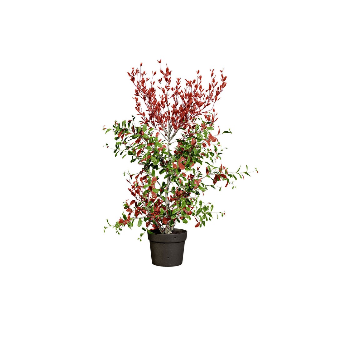 Photinia Plant 3D Model – Low Poly Potted Asset for Archviz, FBX - View 9