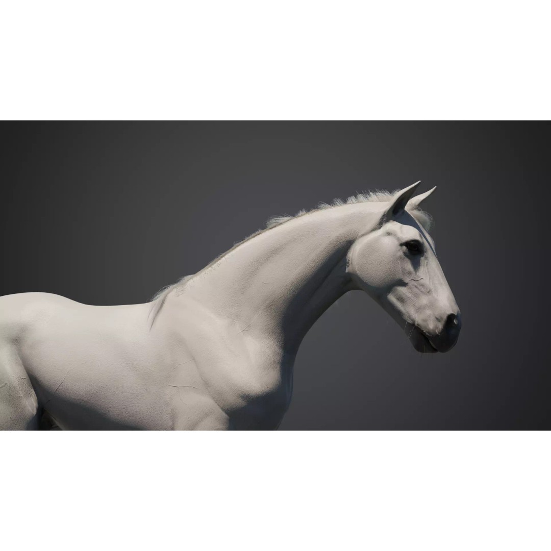 White Horse 3D Model – Rigged Animated Character, FBX - View 4