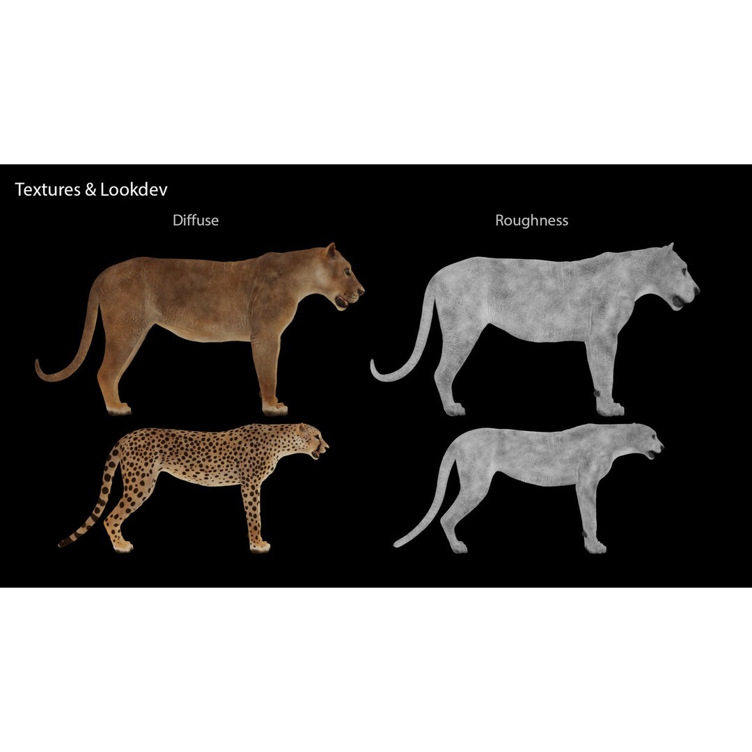 Cheetah 3D Model – Low Poly Rigged Animal with Textures, FBX - View 10
