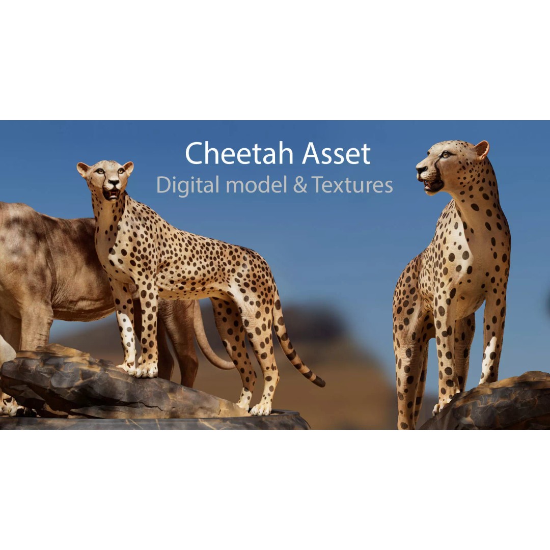 Cheetah 3D Model – Low Poly Rigged Animal with Textures, FBX - View 2