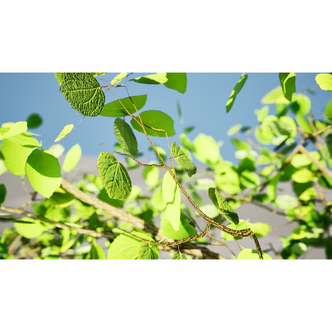 Katsura Tree 3D Model – Low Poly Game Asset, PBR Textures, FBX - View 11