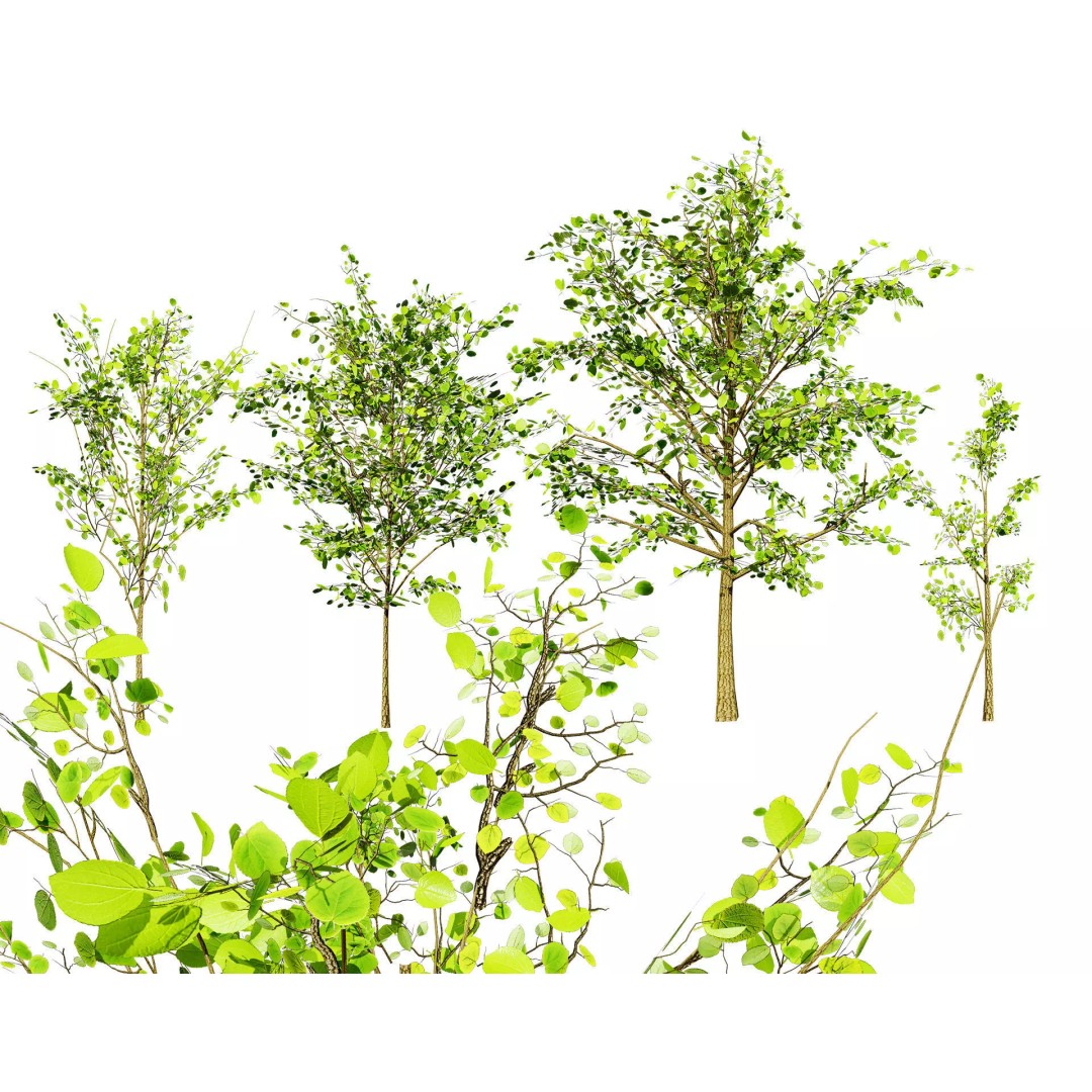 Katsura Tree 3D Model – Low Poly Game Asset, PBR Textures, FBX - View 2