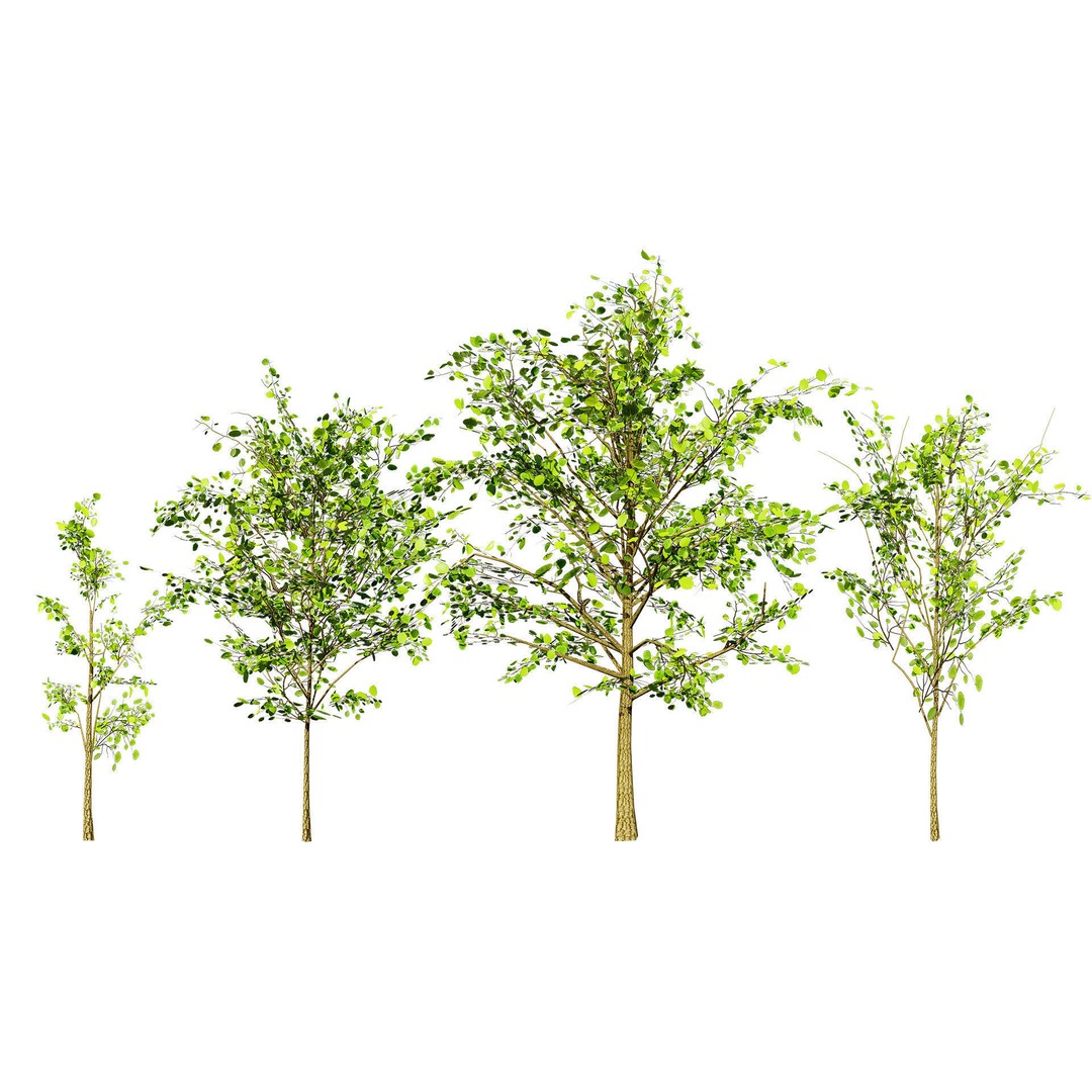 Katsura Tree 3D Model – Low Poly Game Asset, PBR Textures, FBX - View 3