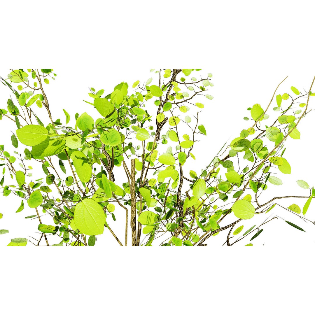 Katsura Tree 3D Model – Low Poly Game Asset, PBR Textures, FBX - View 5