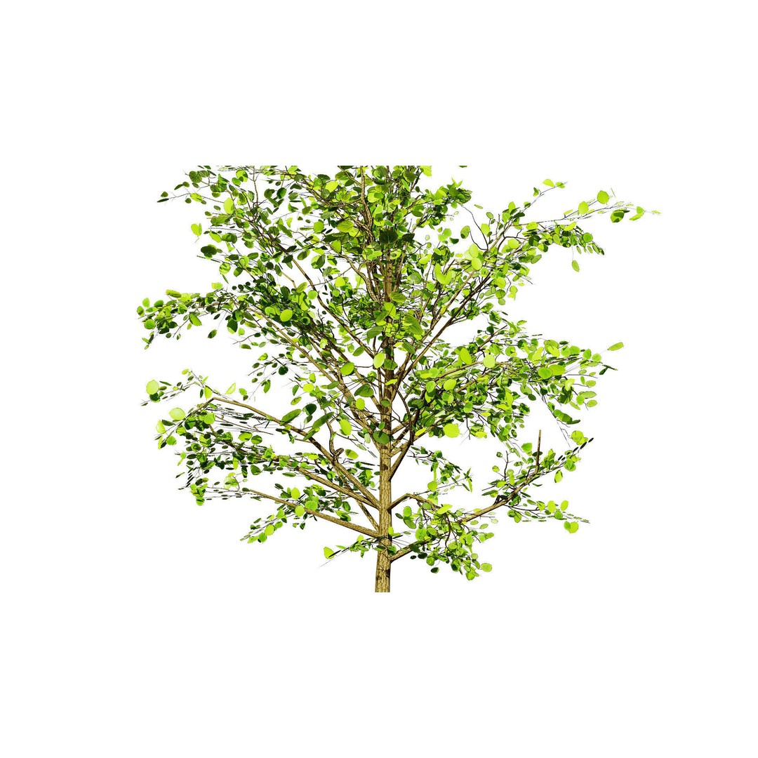 Katsura Tree 3D Model – Low Poly Game Asset, PBR Textures, FBX - View 6