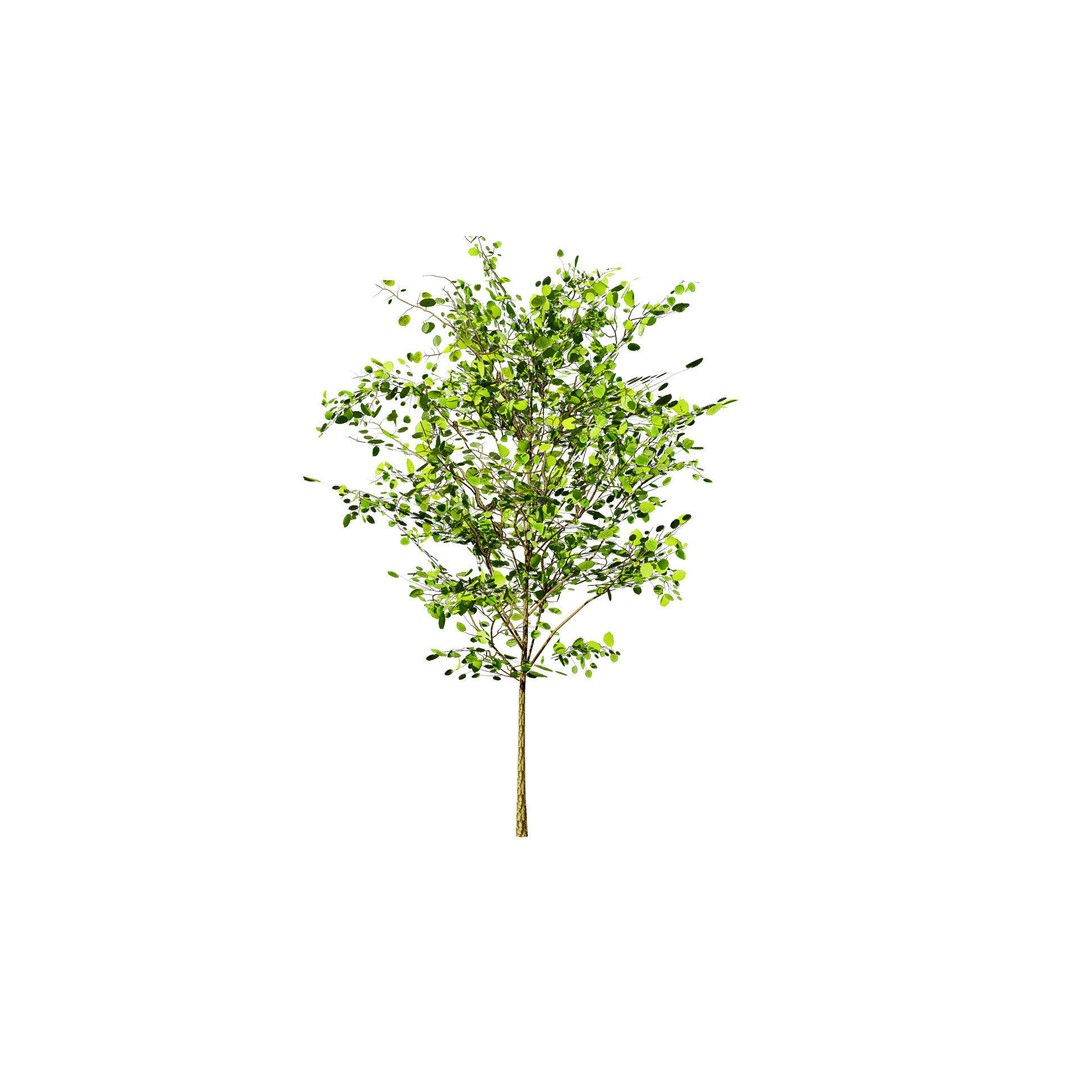 Katsura Tree 3D Model – Low Poly Game Asset, PBR Textures, FBX - View 7