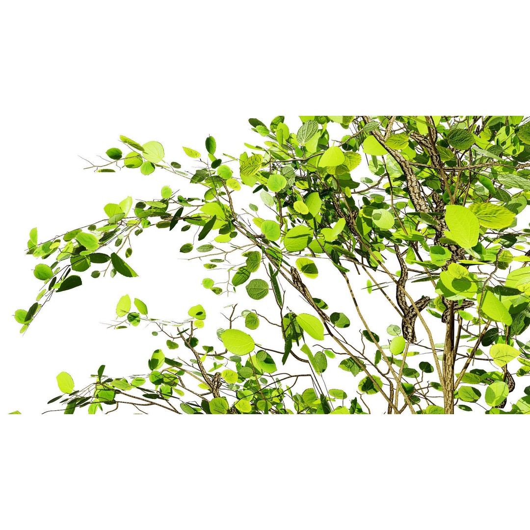 Katsura Tree 3D Model – Low Poly Game Asset, PBR Textures, FBX - View 8