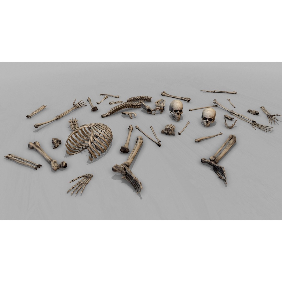 Anatomical Human Skeleton 3D Model – Low Poly Game Asset, FBX, PBR