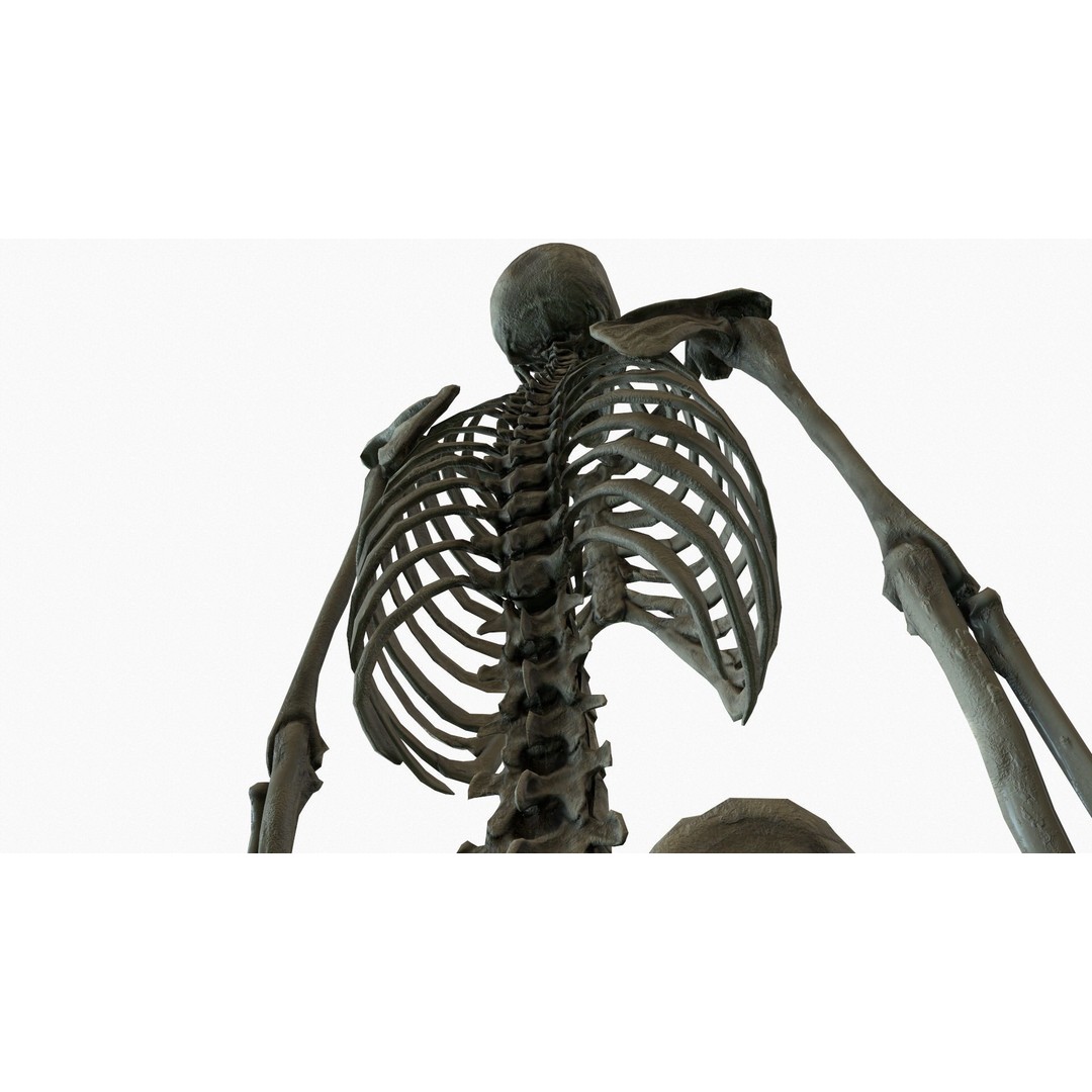Anatomical Human Skeleton 3D Model – Low Poly Game Asset, FBX, PBR - View 10