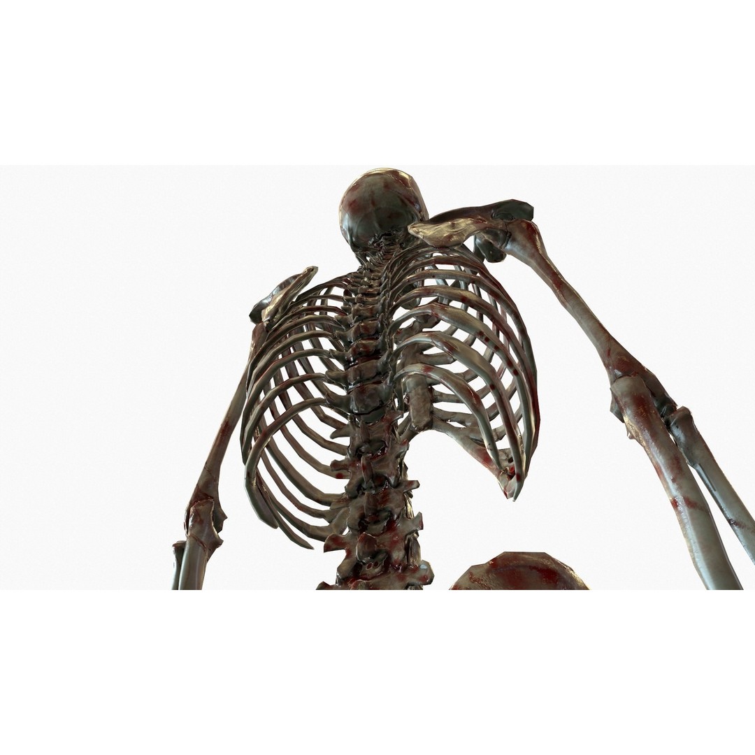 Anatomical Human Skeleton 3D Model – Low Poly Game Asset, FBX, PBR - View 11