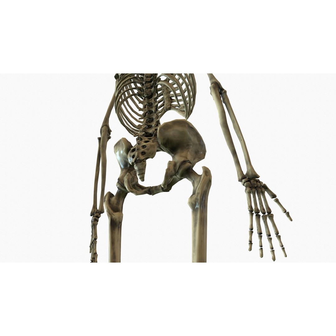 Anatomical Human Skeleton 3D Model – Low Poly Game Asset, FBX, PBR - View 12