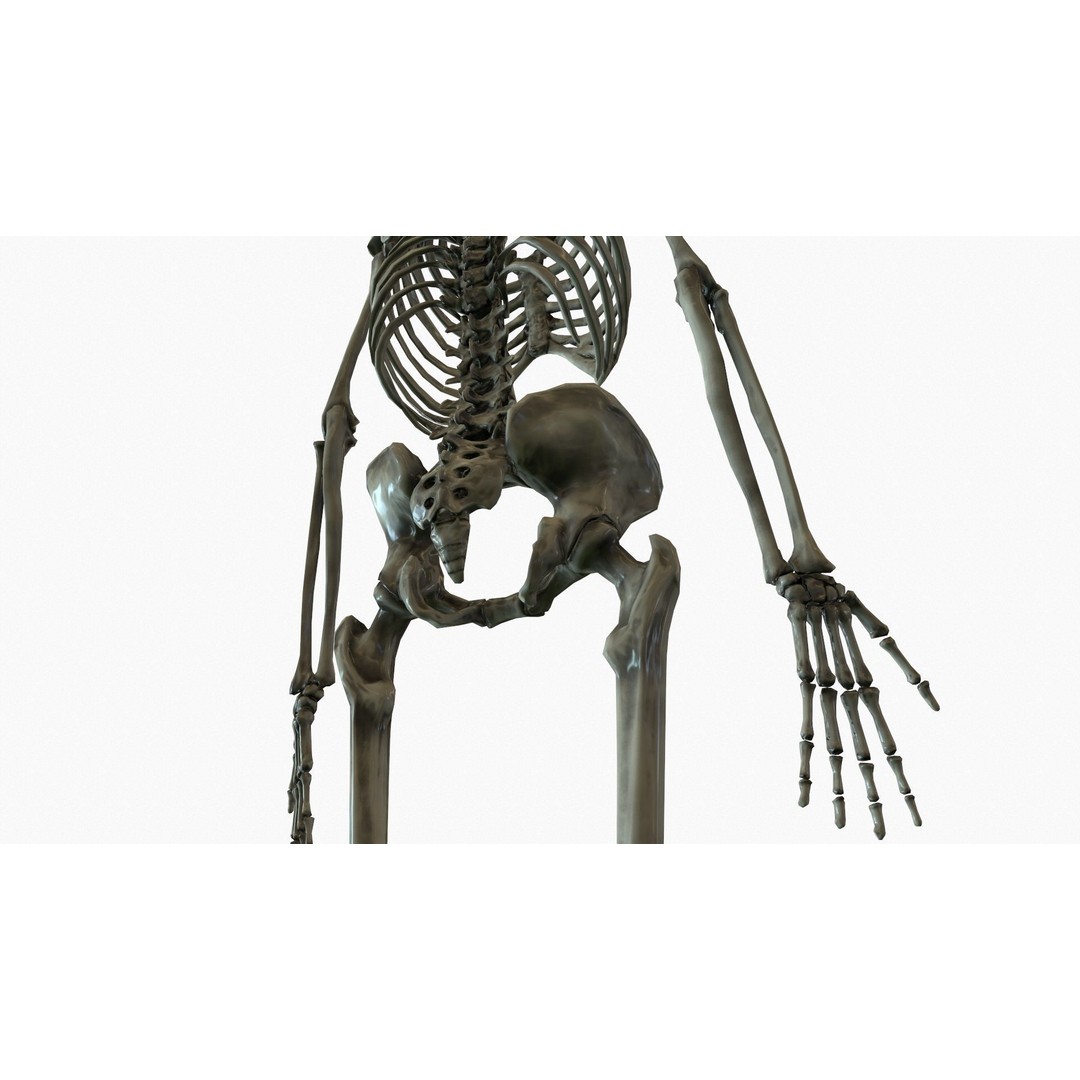 Anatomical Human Skeleton 3D Model – Low Poly Game Asset, FBX, PBR - View 13