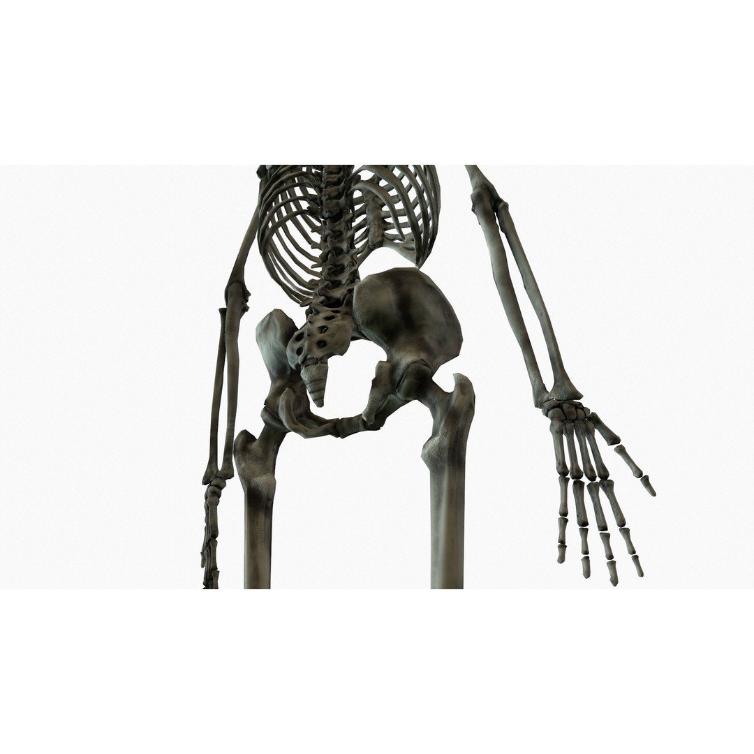 Anatomical Human Skeleton 3D Model – Low Poly Game Asset, FBX, PBR - View 14