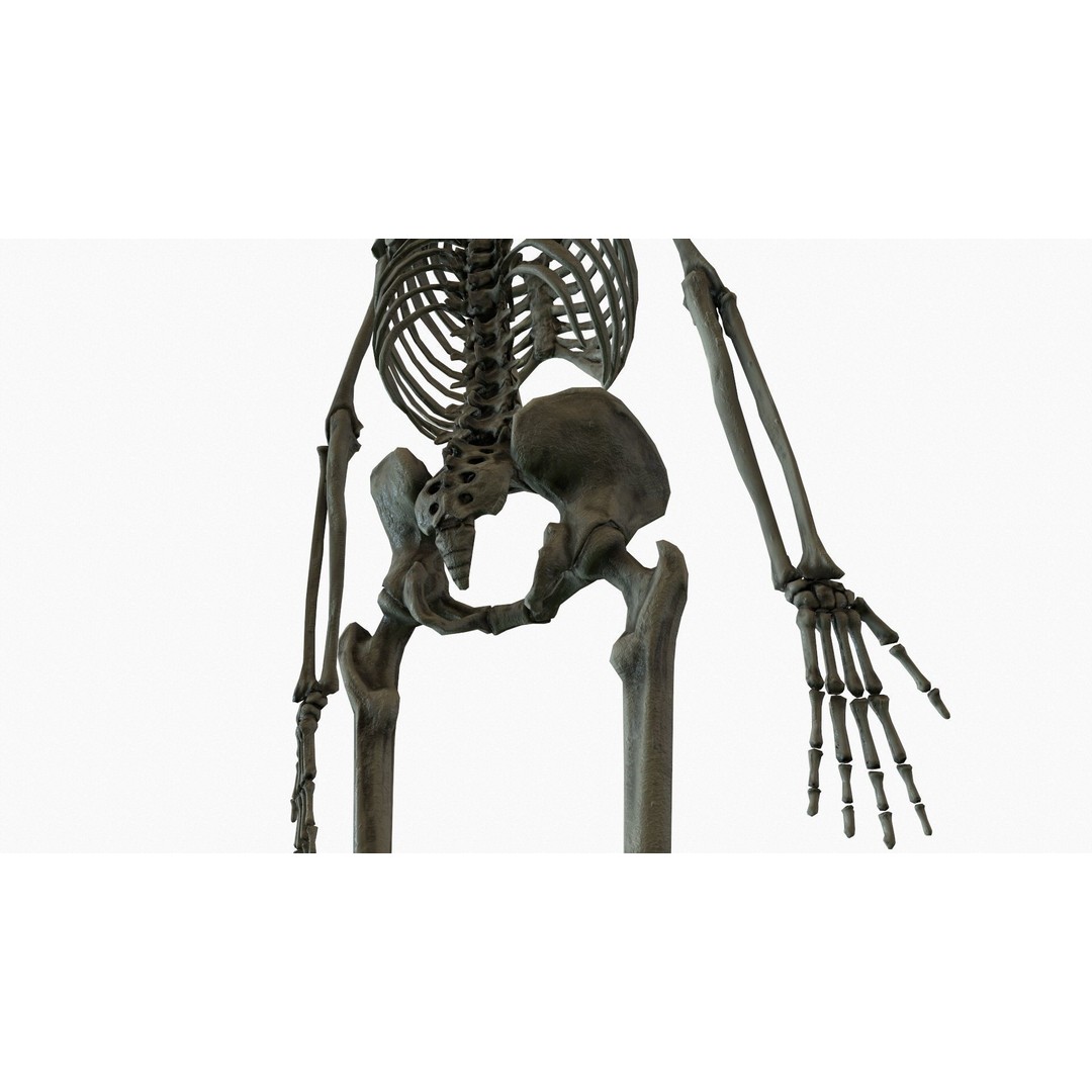 Anatomical Human Skeleton 3D Model – Low Poly Game Asset, FBX, PBR - View 15