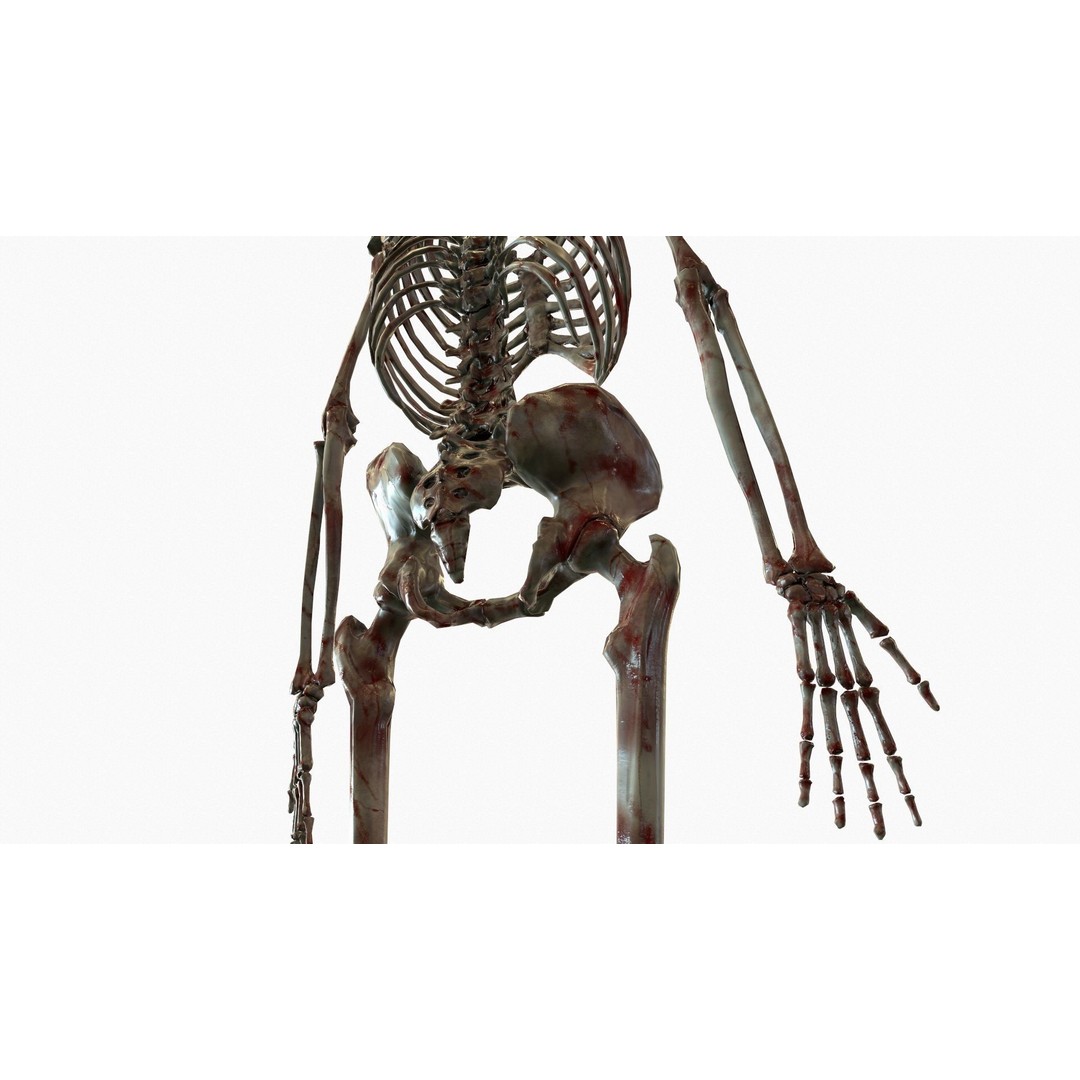 Anatomical Human Skeleton 3D Model – Low Poly Game Asset, FBX, PBR - View 16
